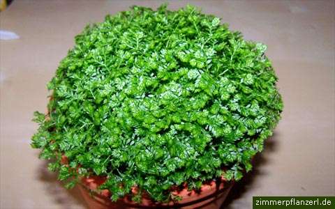 MEADOW SPIKE-MOSS